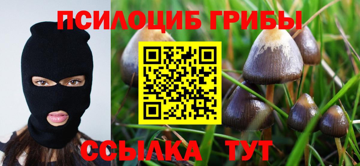 Галлюциногенные грибы Psilocybe Коммунар